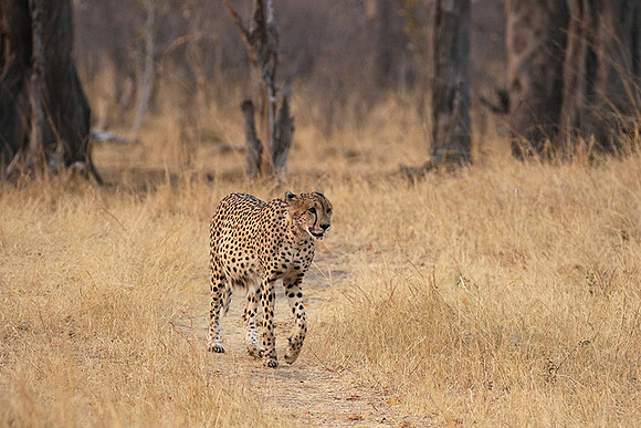 Hwange National Park