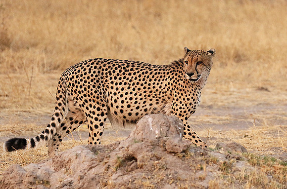 Hwange National Park