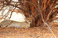 Matusadona National Park