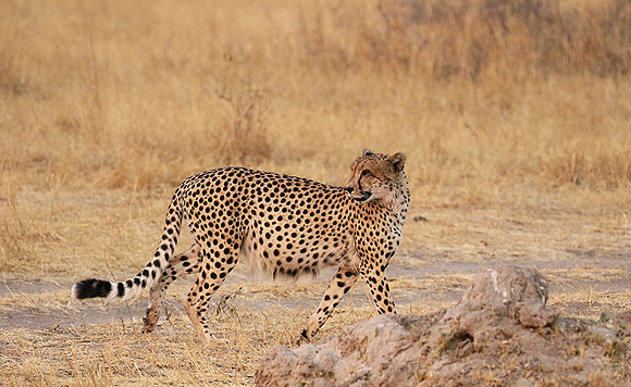 Hwange National Park