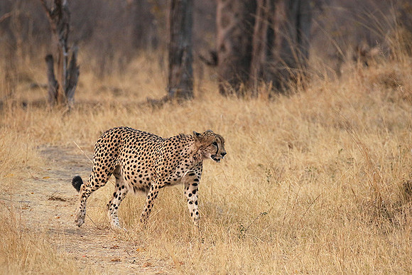 Hwange National Park
