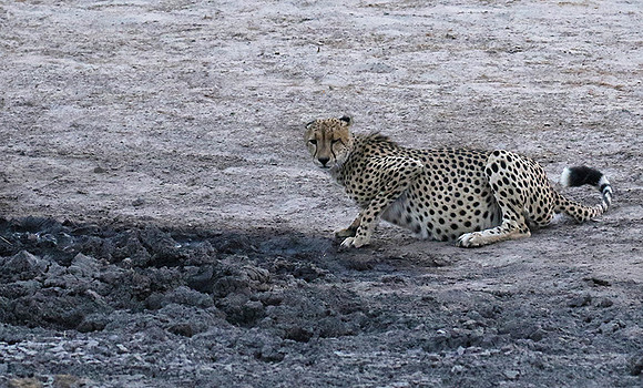 Hwange National Park