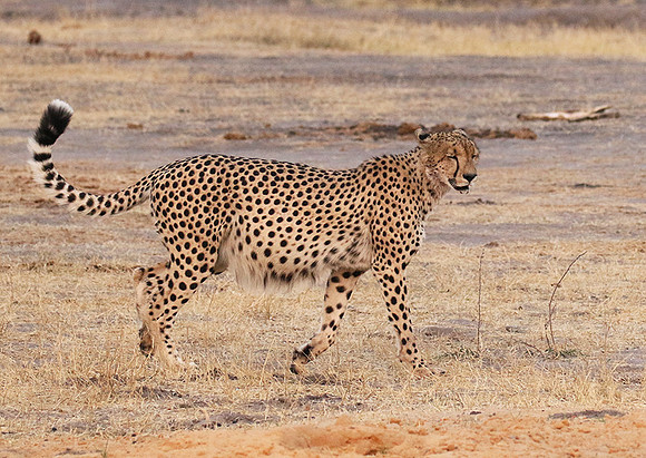 Hwange National Park