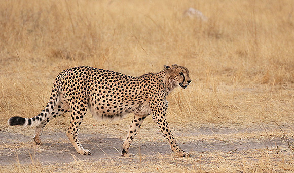 Hwange National Park