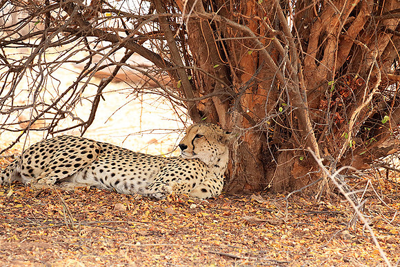 Matusadona National Park