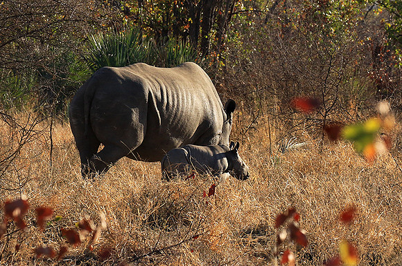 White rhino - Malilangwe wildlife reserve