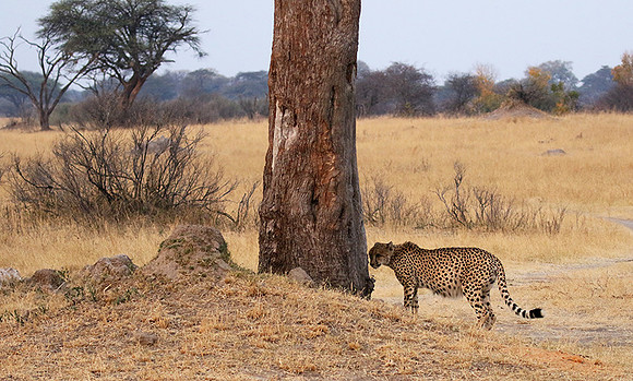 Hwange National Park