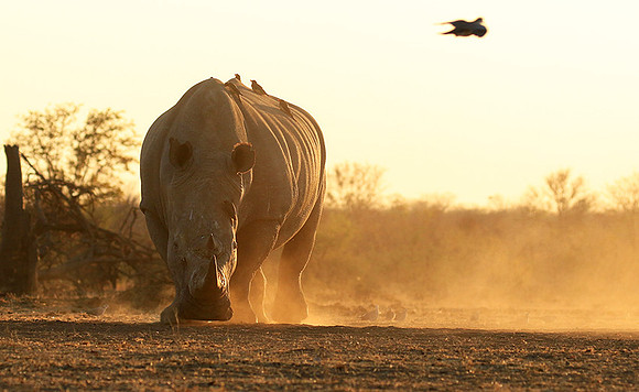 White rhino - Malilangwe wildlife reserve