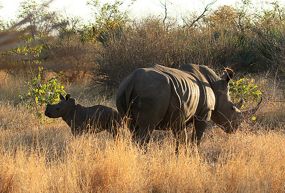 Malilangwe wildlife reserve