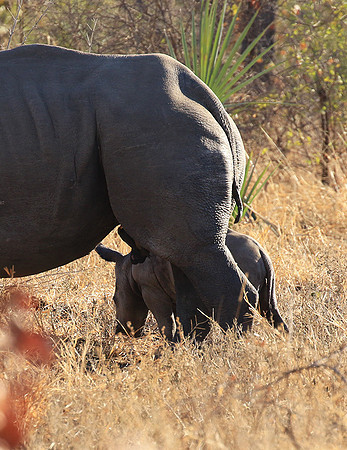 Malilangwe wildlife reserve