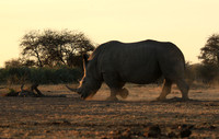 Malilangwe wildlife reserve