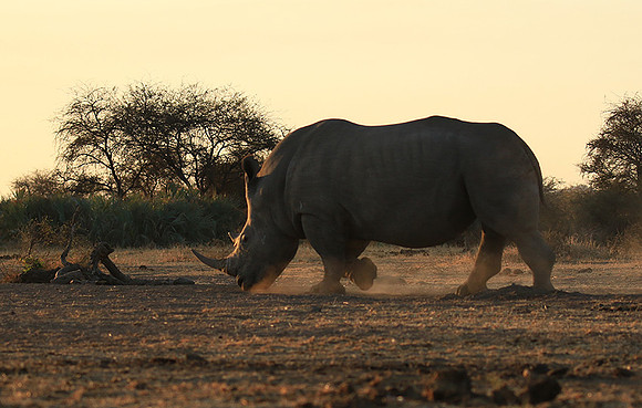 Malilangwe wildlife reserve