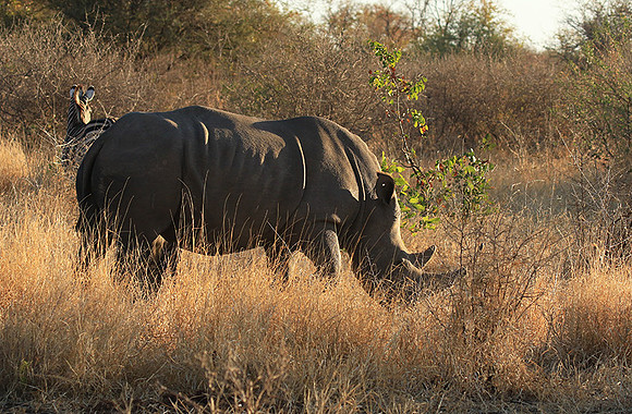 Malilangwe wildlife reserve