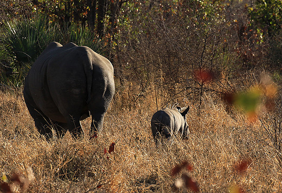 Malilangwe wildlife reserve