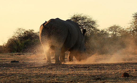 Malilangwe wildlife reserve