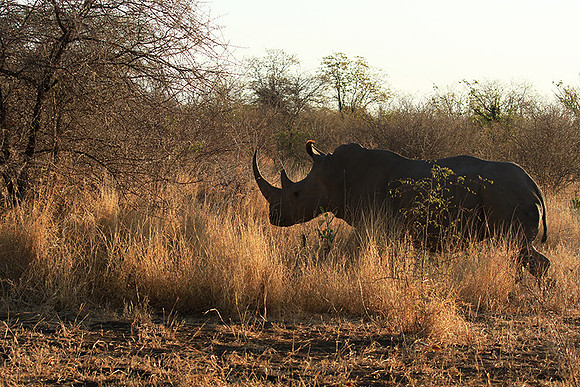 Malilangwe wildlife reserve