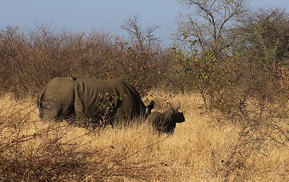 Malilangwe wildlife reserve