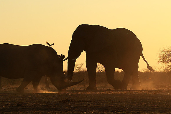 Malilangwe wildlife reserve