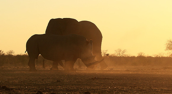 Malilangwe wildlife reserve
