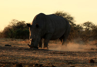 Malilangwe wildlife reserve
