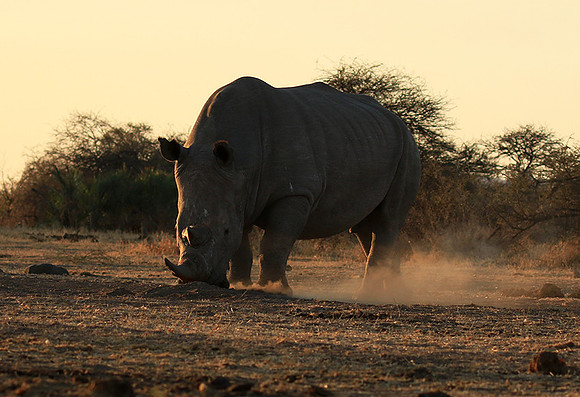 Malilangwe wildlife reserve