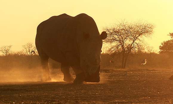 White rhino - Malilangwe wildlife reserve