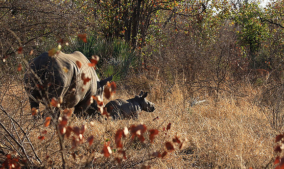 Malilangwe wildlife reserve