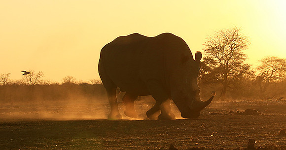 White rhino - Malilangwe wildlife reserve