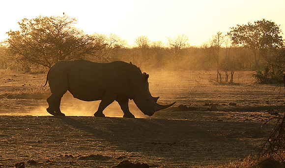 Malilangwe wildlife reserve