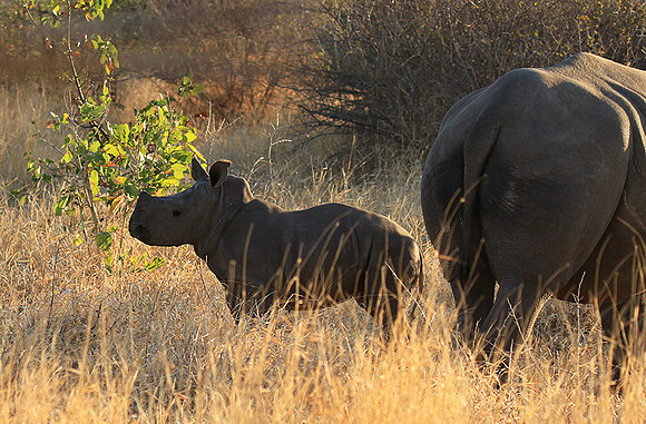 Malilangwe wildlife reserve