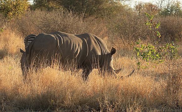 Malilangwe wildlife reserve