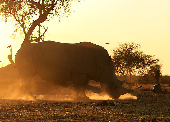 White rhino - Malilangwe wildlife reserve