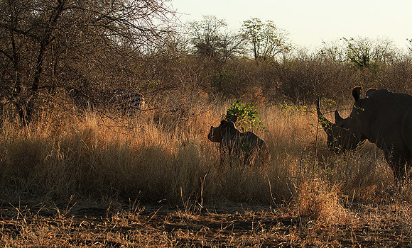 Malilangwe wildlife reserve