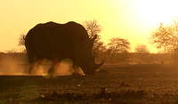 Malilangwe wildlife reserve