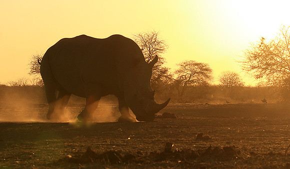 Malilangwe wildlife reserve