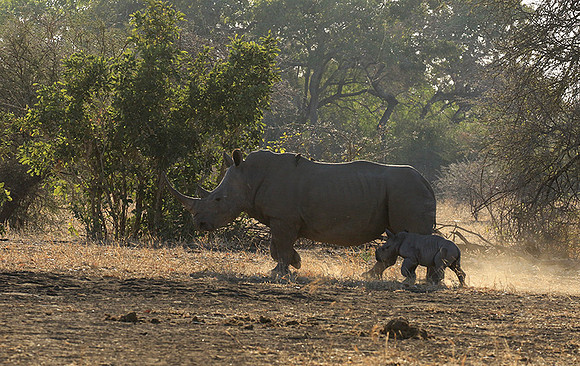 Malilangwe wildlife reserve