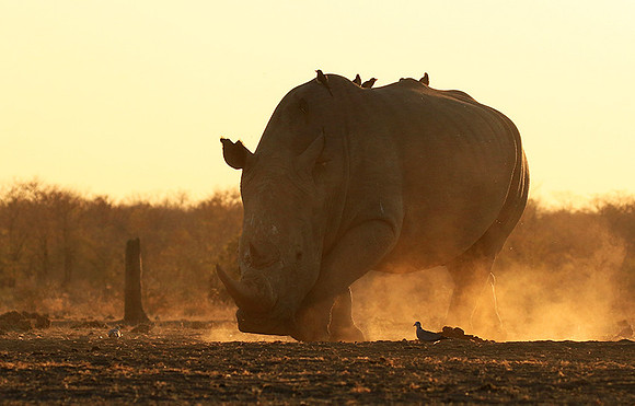 White rhino - Malilangwe wildlife reserve