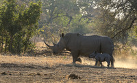 Malilangwe wildlife reserve
