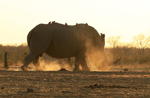 Malilangwe wildlife reserve