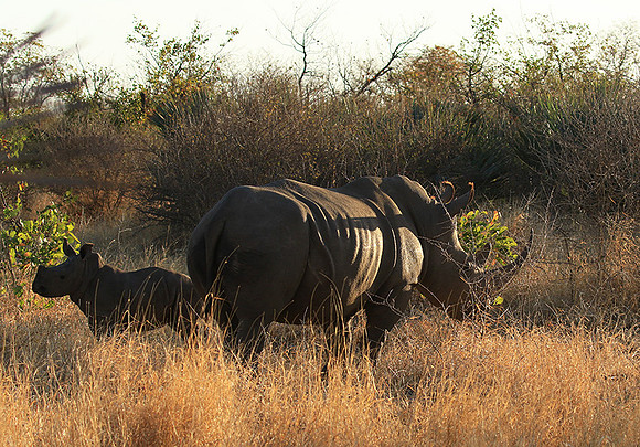 Malilangwe wildlife reserve