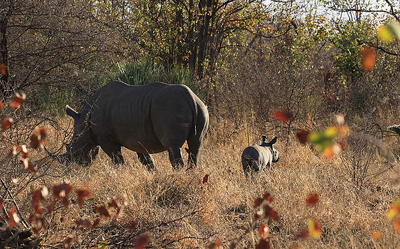 Malilangwe wildlife reserve