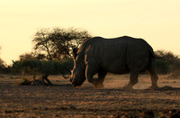Malilangwe wildlife reserve