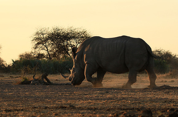Malilangwe wildlife reserve
