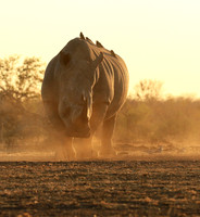 Malilangwe wildlife reserve