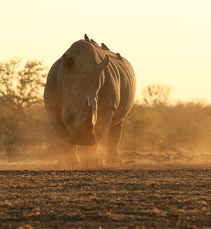 Malilangwe wildlife reserve