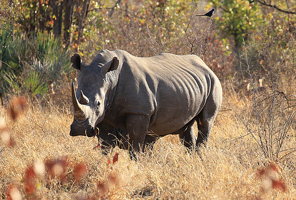 Malilangwe wildlife reserve