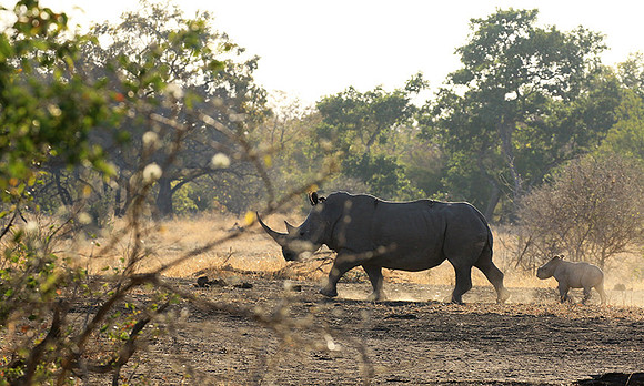 Malilangwe wildlife reserve