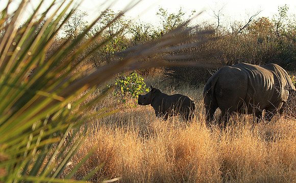 Malilangwe wildlife reserve