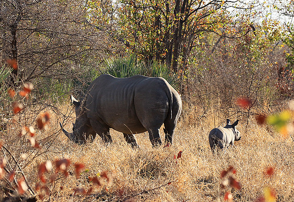 Malilangwe wildlife reserve