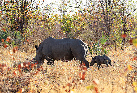 White rhino - Malilangwe wildlife reserve